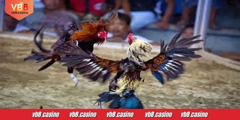 VB8-এ মোরগ লড়াই-এর উপর বাজি ধরার সাধারণ টিপস এবং কৌশল